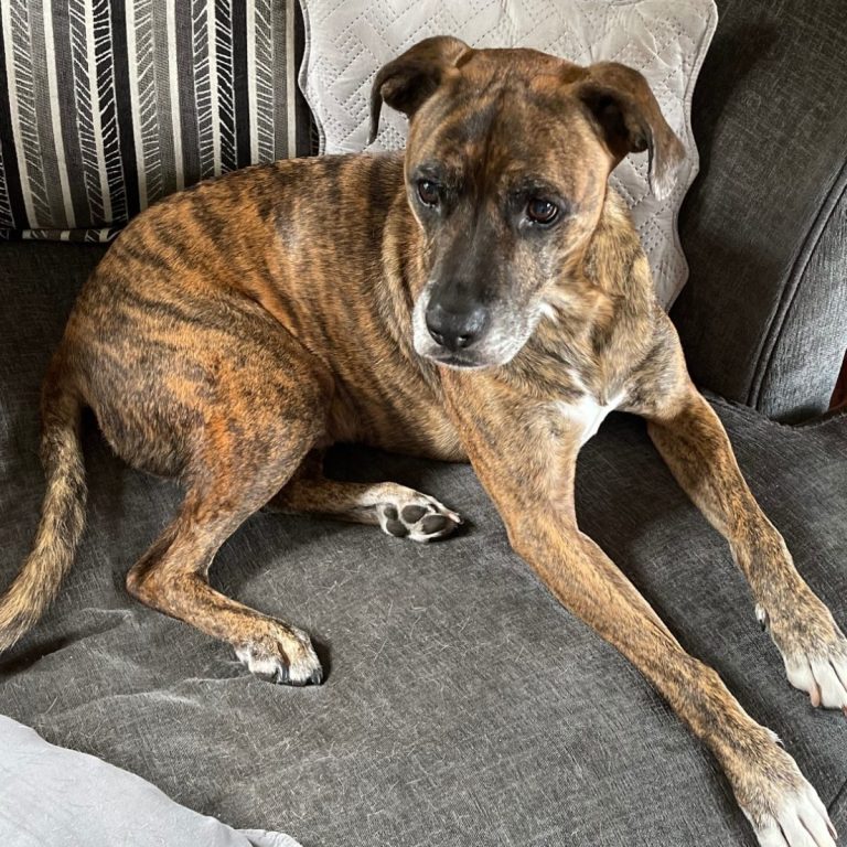 Brindle dog relaxing on a grey couch with a neutral background.