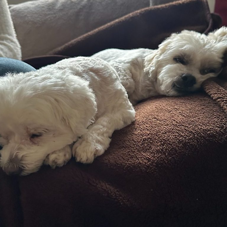 Two small dogs resting peacefully on a brown blanket.