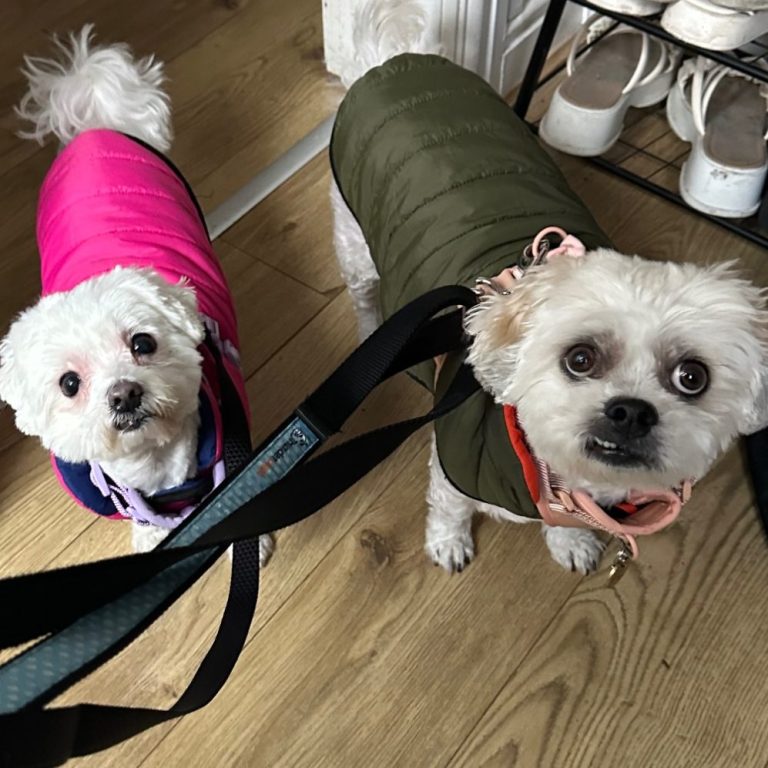 Two small dogs wearing colourful coats, standing on wooden flooring.