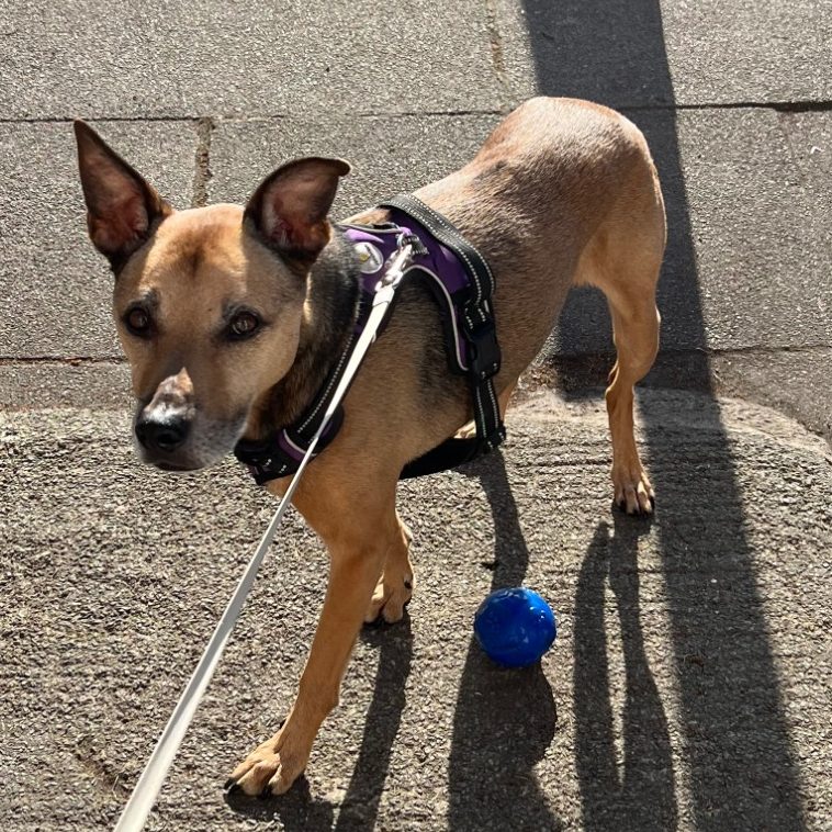 A brown dog with a purple harness standing next to a blue ball.
