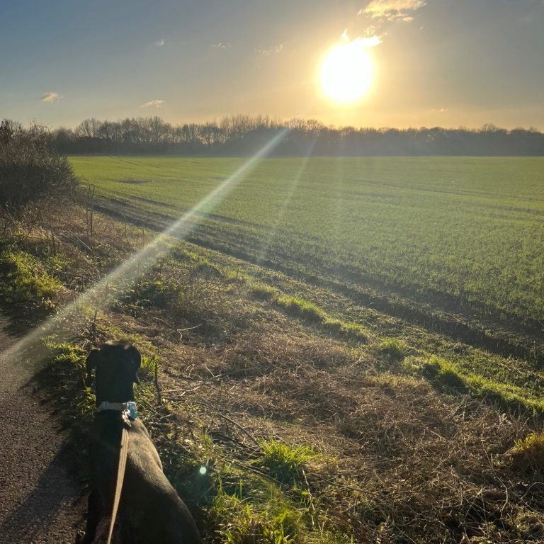 Sunset over a green field with a path and trees in the distance.